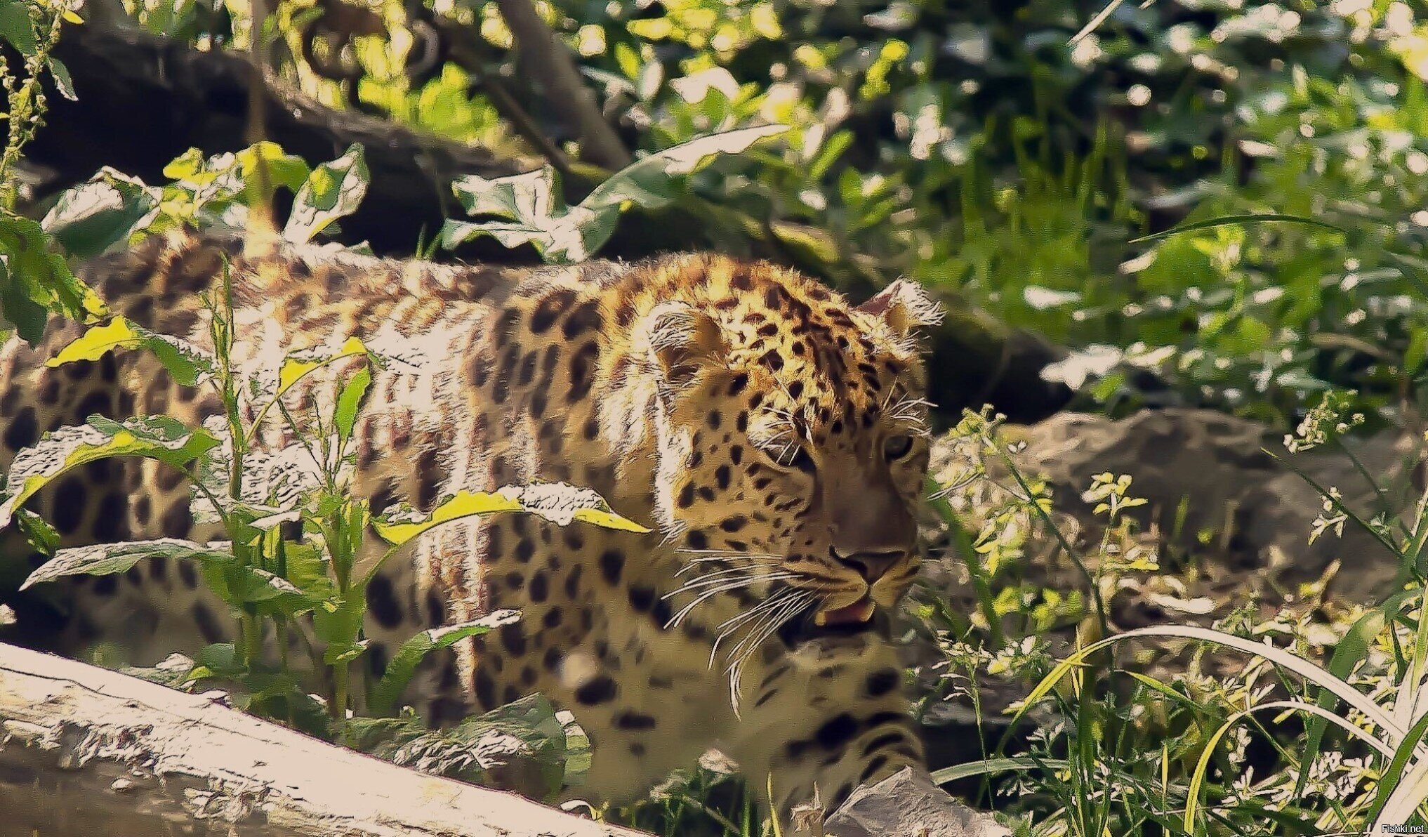 Солянка