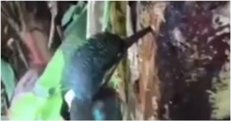 Мужчина обнаружил застрявшую клювом в дереве птицу и спас её