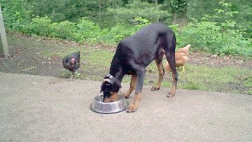 Наглые цыпочки