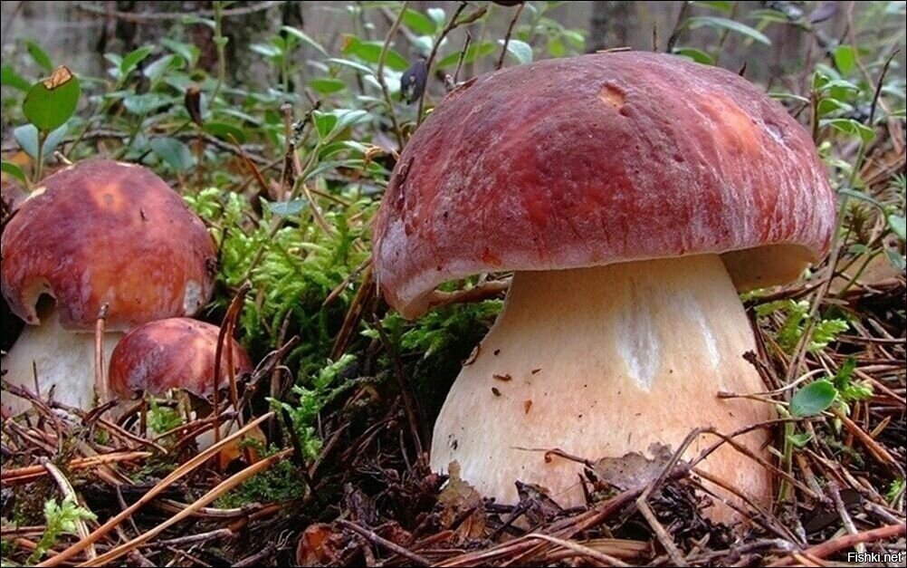 Солянка