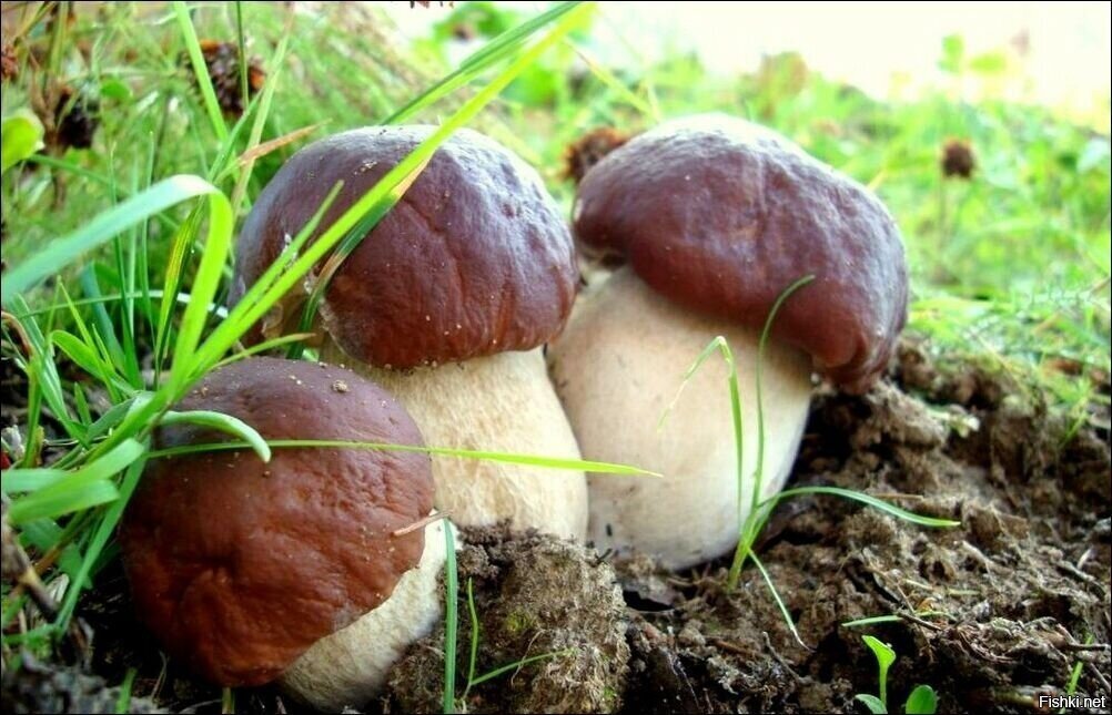 Солянка
