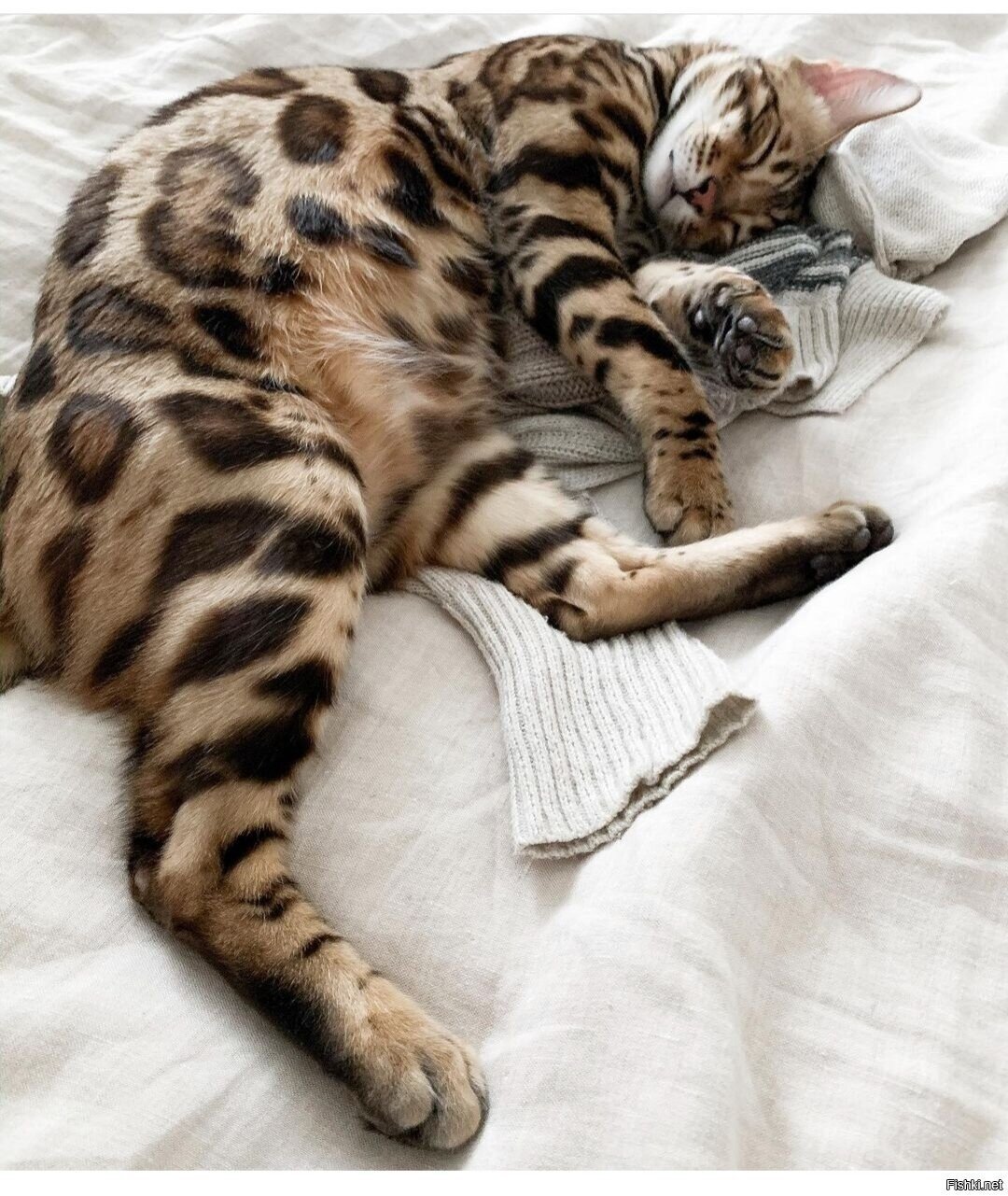 Солянка