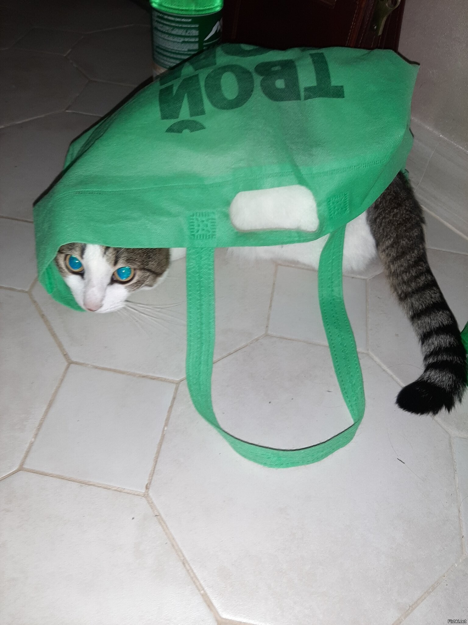 сумчатое