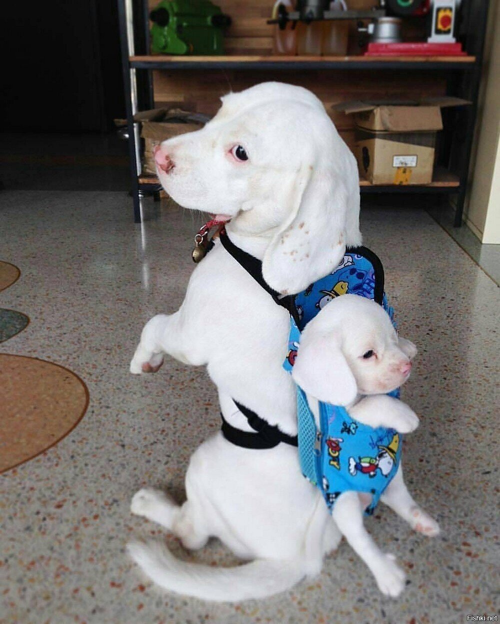 Солянка