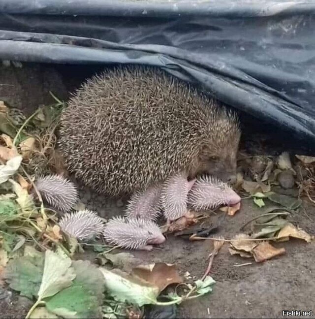 Солянка