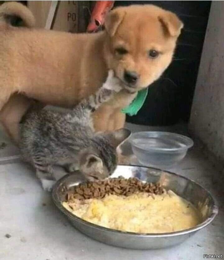 Солянка