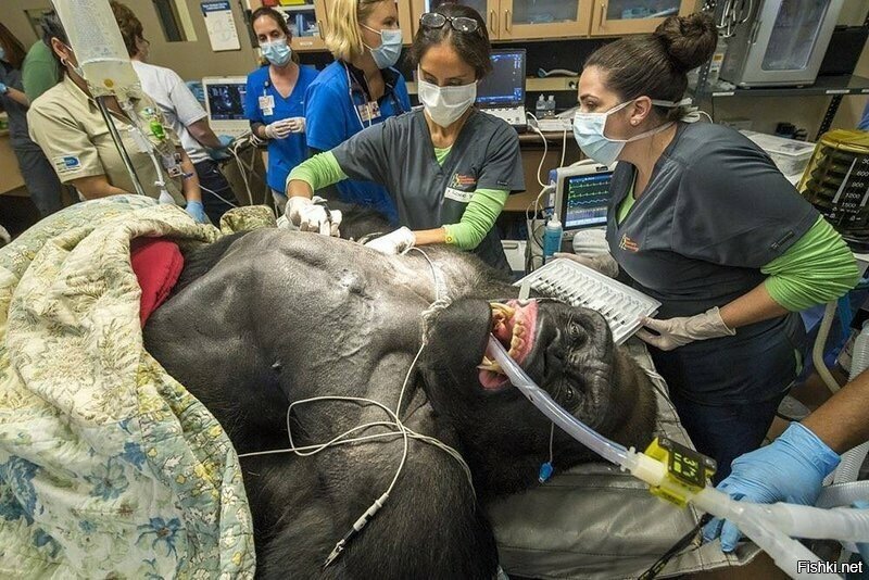 Горилла Silverback проходит медицинскую процедуру в зоопарке Майами