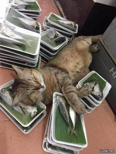 Насмотрелся