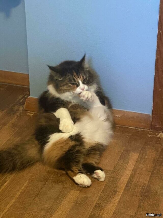 Солянка