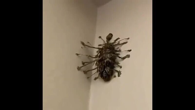 — Подскажите что за чудо 