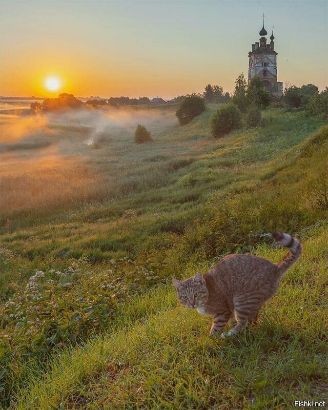 Солянка