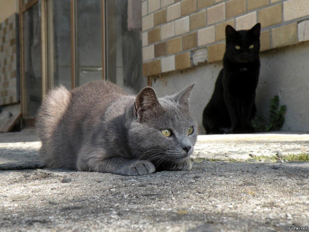 - Тихо, коченый