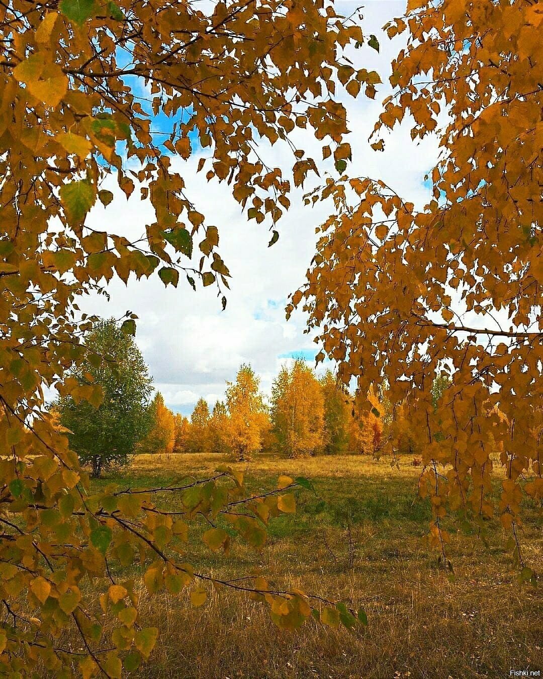 Солянка