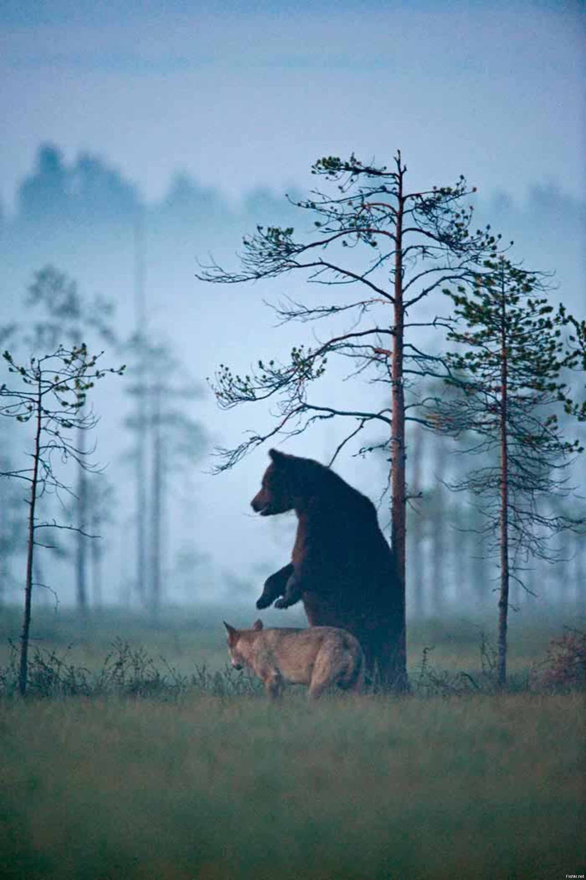 Солянка