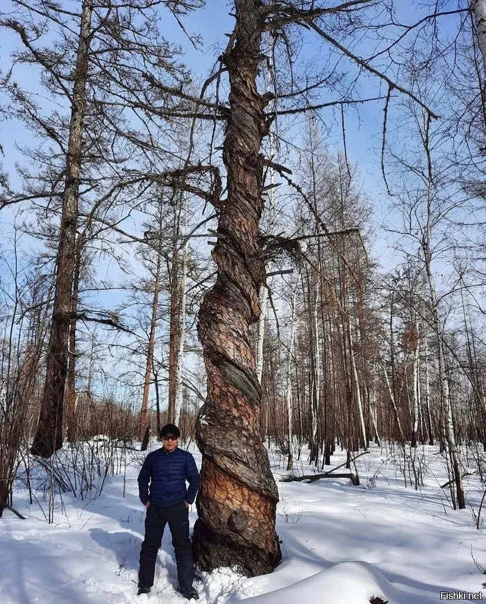 Солянка