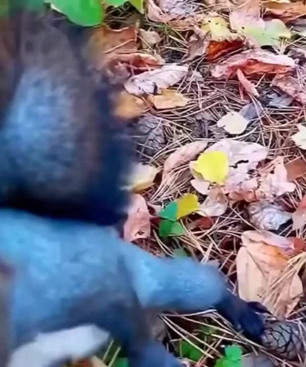 Синяя