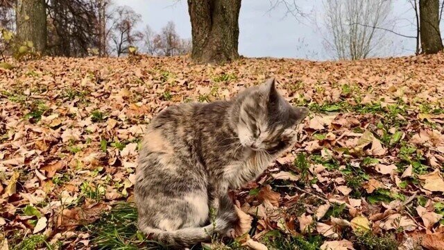 Солянка