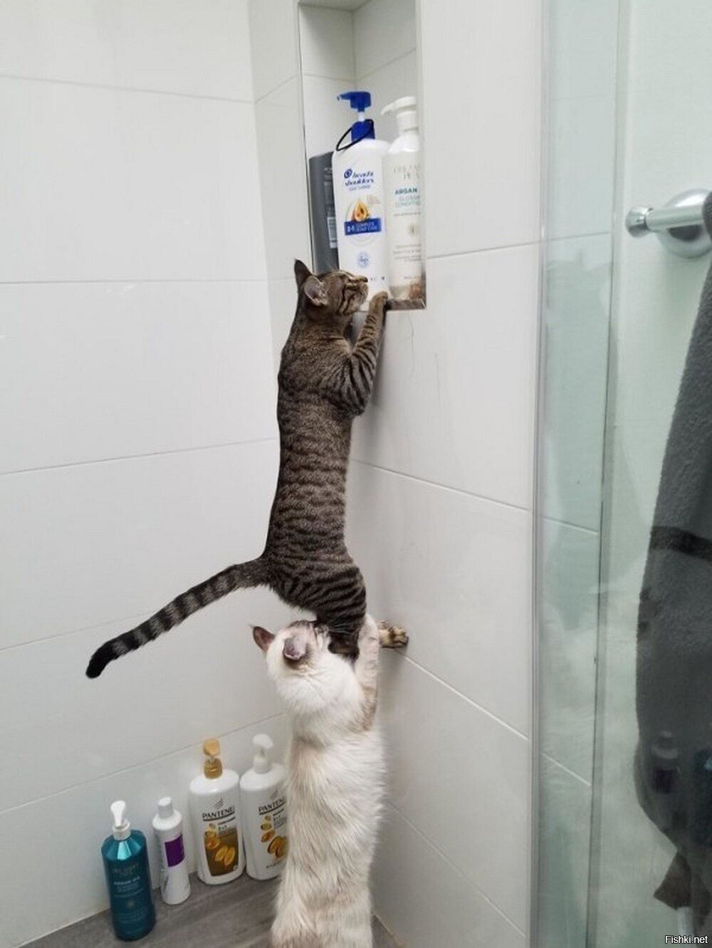 Солянка