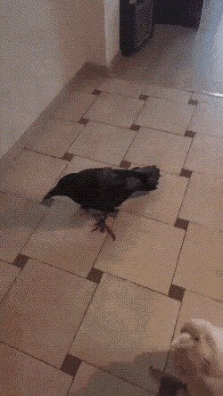 опять всё белым
