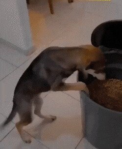 счастье ест, оно не не может не есть