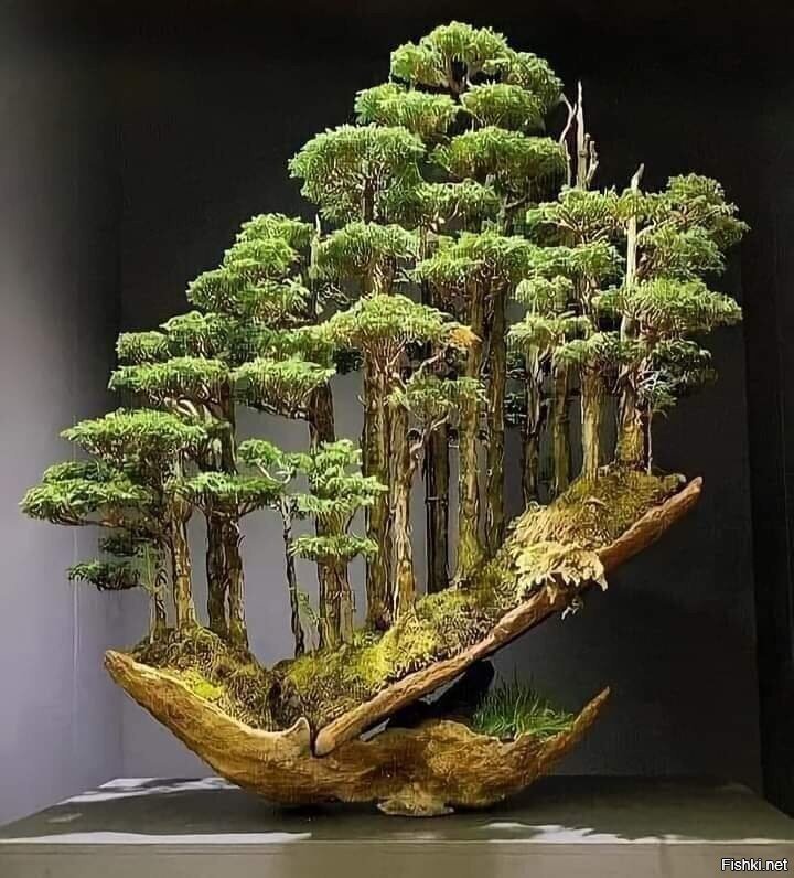 бонсай