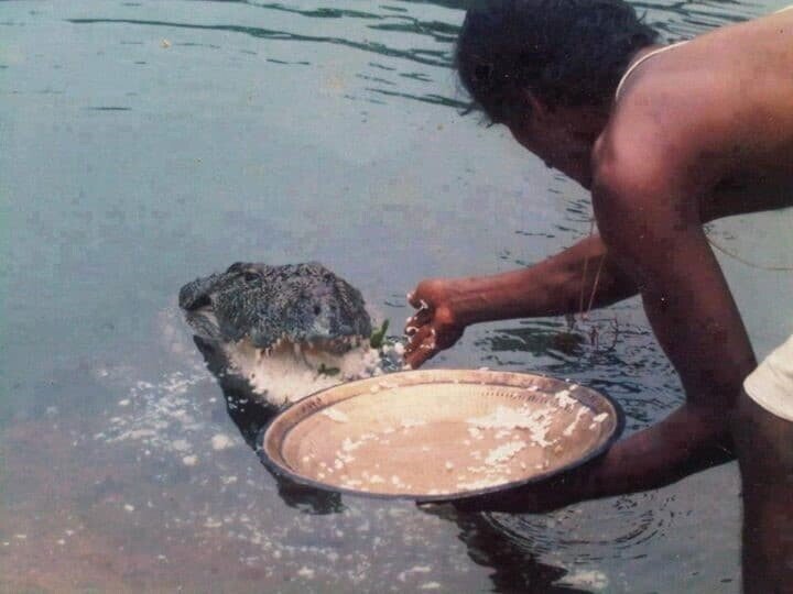 Крокодилица 70 лет прожила в пруду при храме и полностью изменила рацион питания