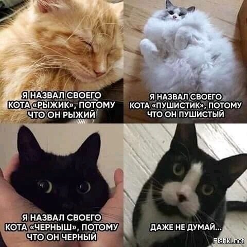 Один ветеринар рассказывал про кота по имени Кастрюлька