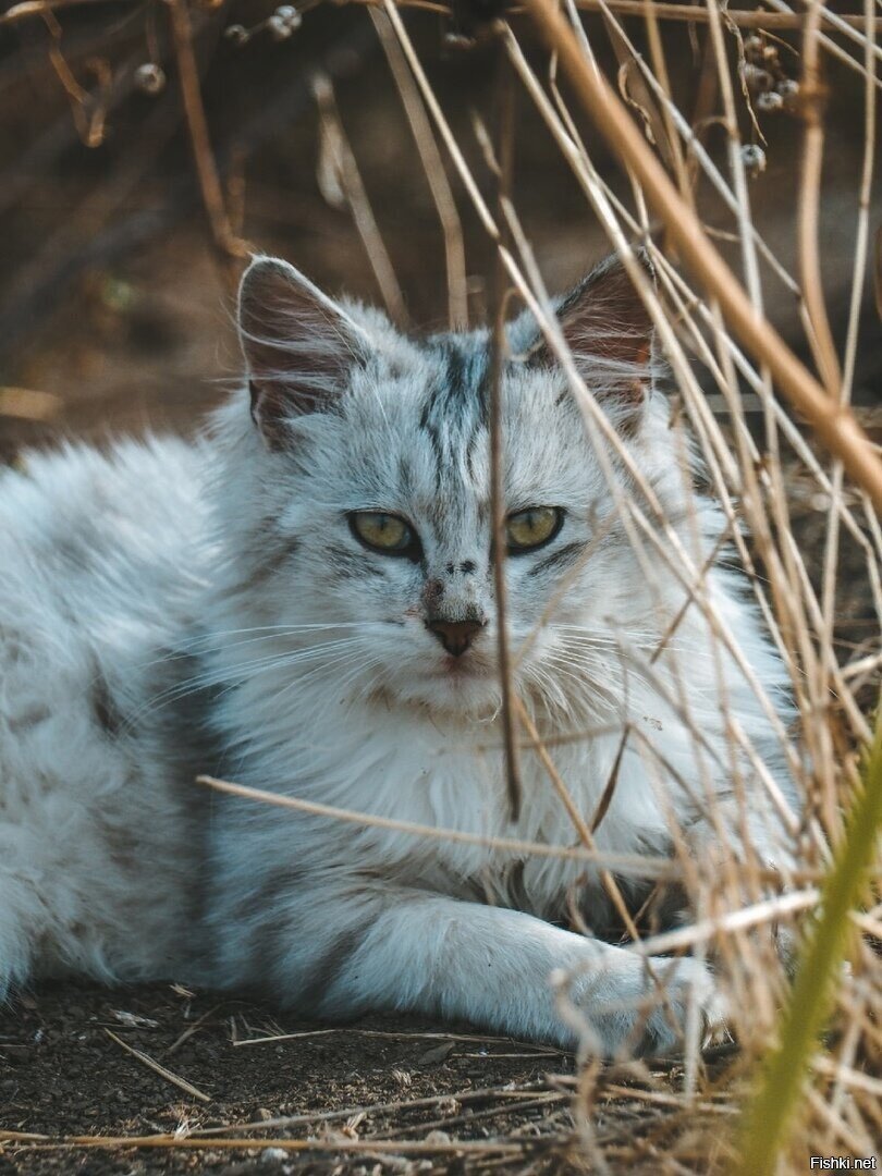 Солянка
