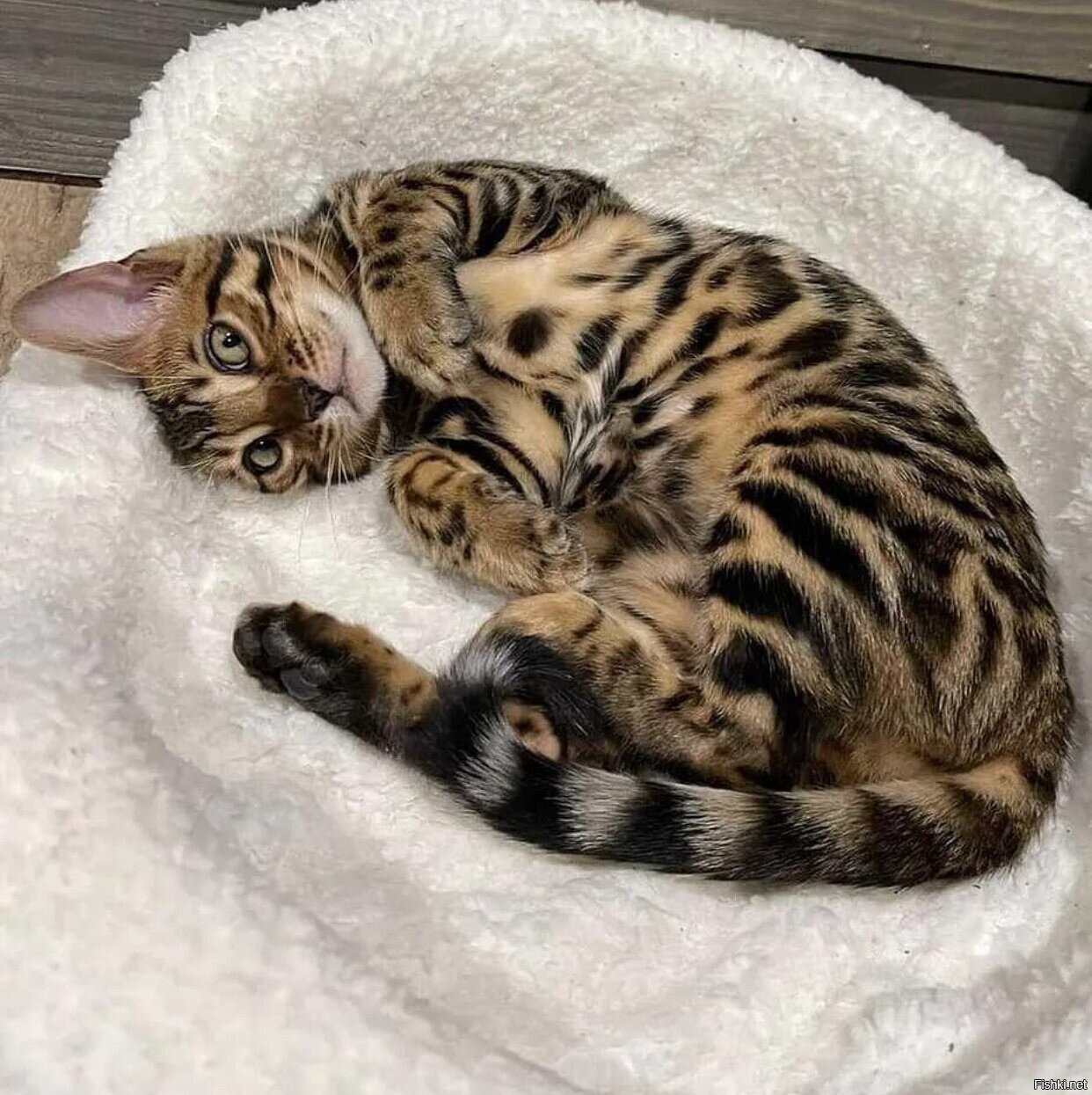Солянка