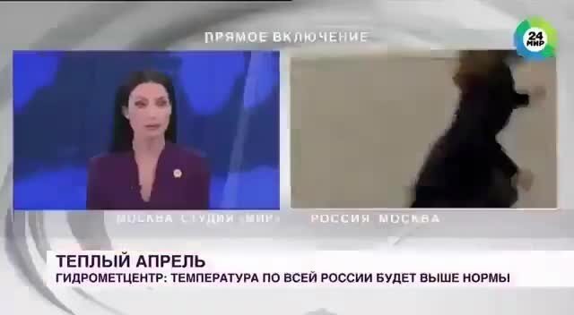 Смешные и&nbsp;добрые видео