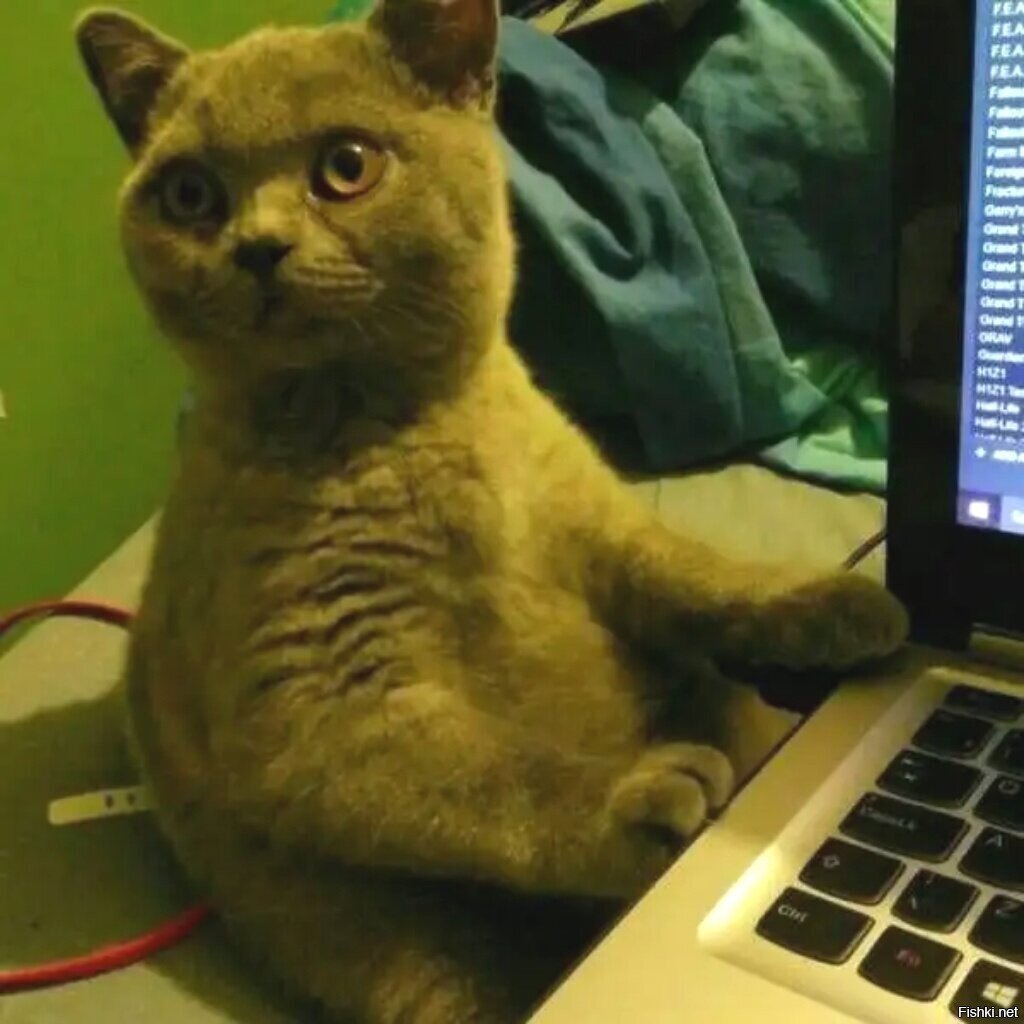 - Шо ты там сказал