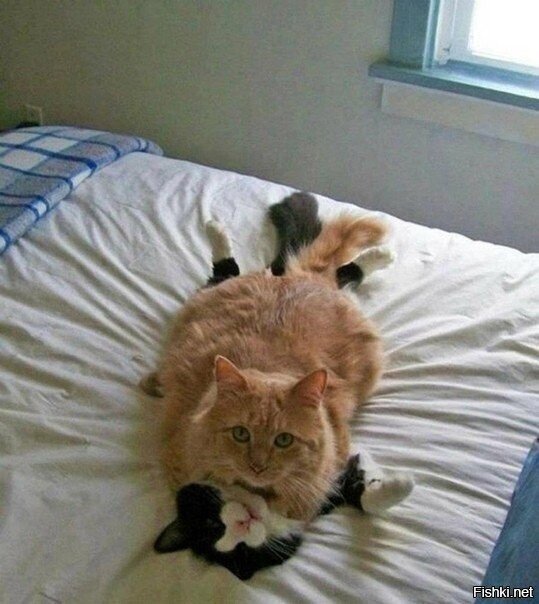 - Стучать не учили