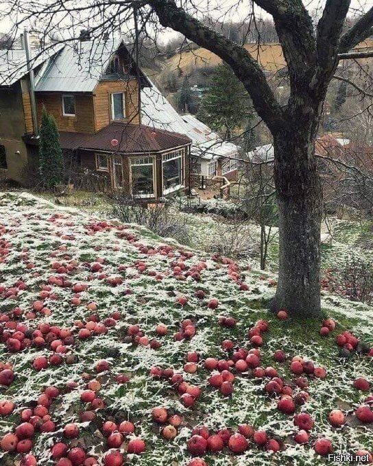 Солянка