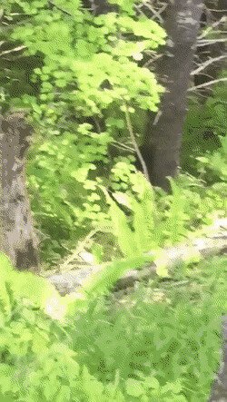 по ходу, от ведмедя на дереве прятаться гиблый номер
