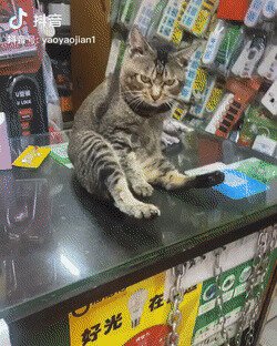 жпчштц