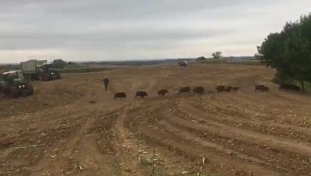 В Белоруссии, под Минском, во время уборки урожая кукурузы из зарослей выбежа...
