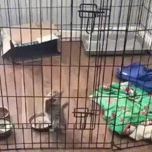 Спрячь за высооким забором котенка