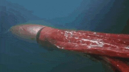 нихуа себе кальмар