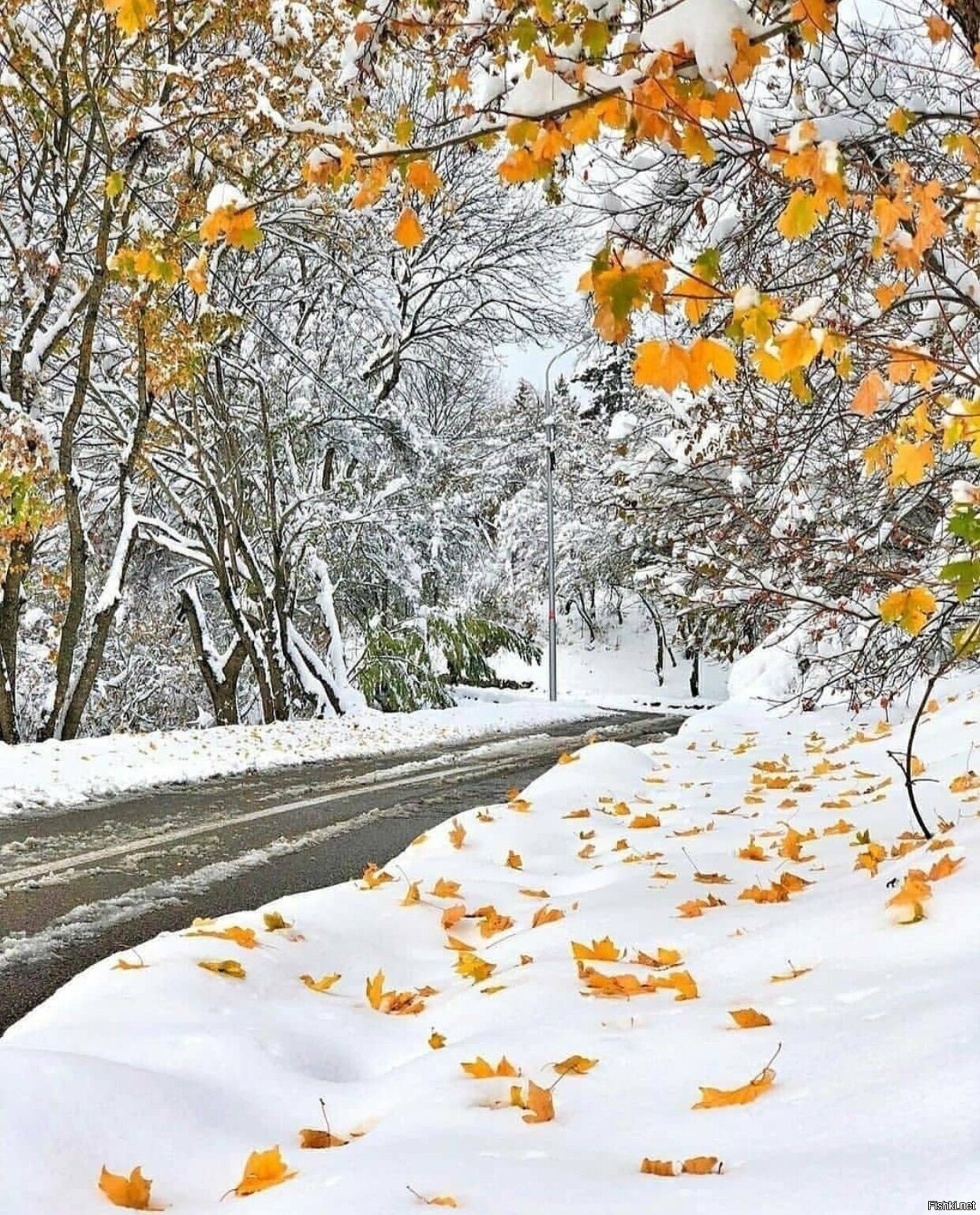 Солянка