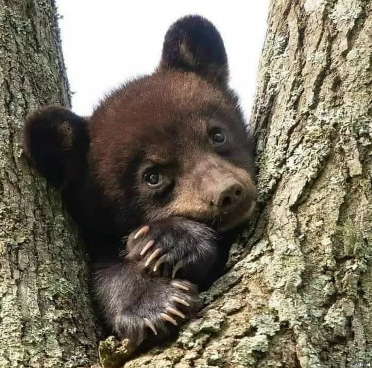 Солянка
