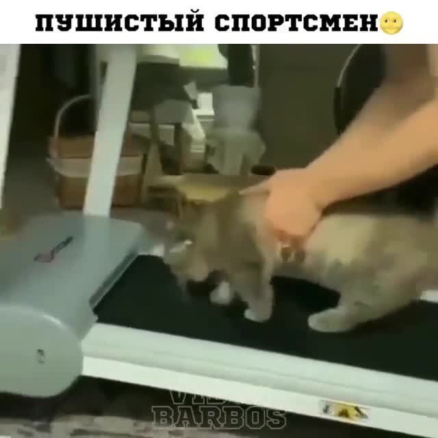 Смешные и&nbsp;добрые видео