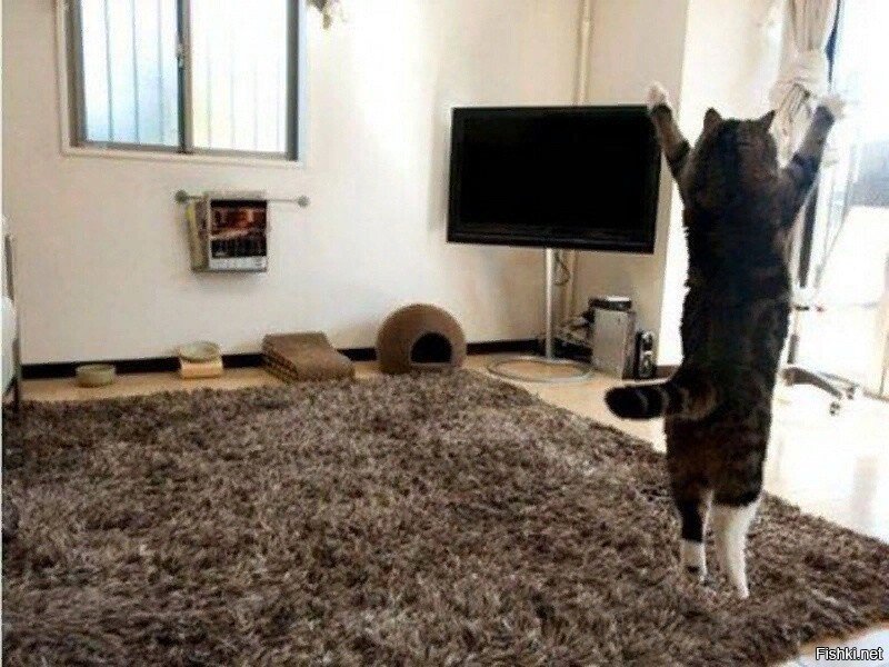 кот у которого есть всё, что сам намяукал )