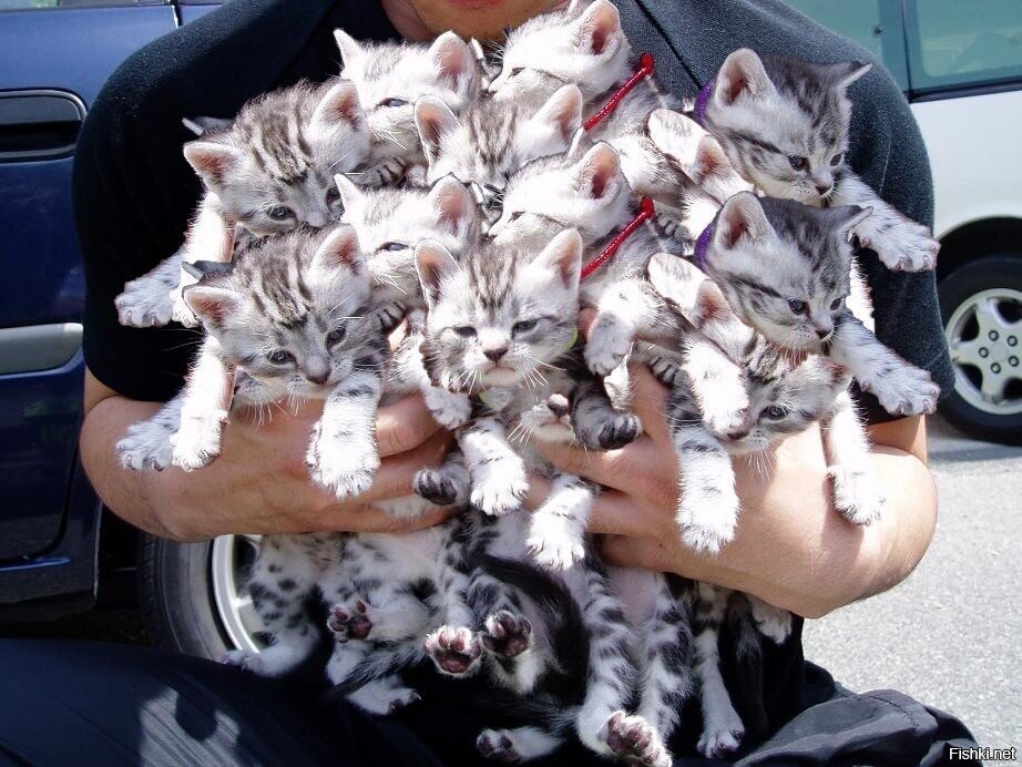 КотэБукет )))