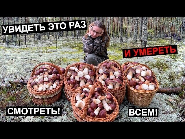 НЕТРОНУТЫЙ ЛЕС, МИЛЛИОН БЕЛЫХ ГРИБОВ ПОВСЮДУ, ЛУЧШАЯ ТИХАЯ ОХОТА ЭТОГО ГОДА