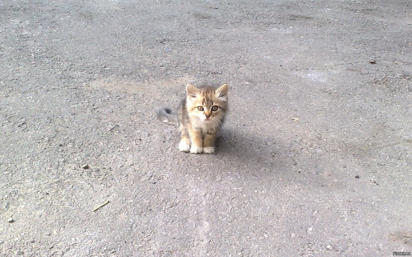 Однажды я встретил бездомную кошку: 