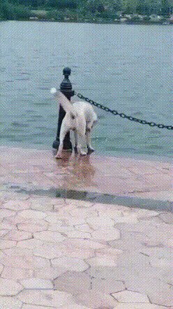 Молодец