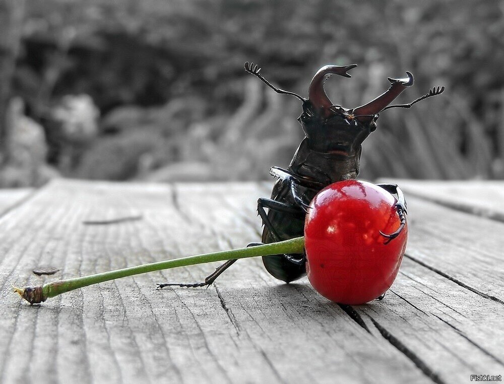 Солянка