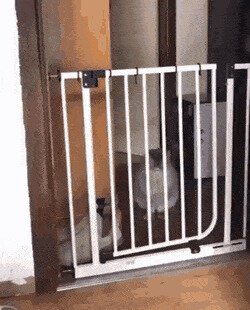 цель одна, методы разные