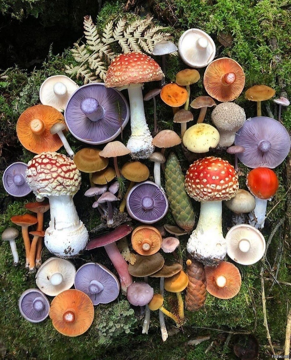 Солянка