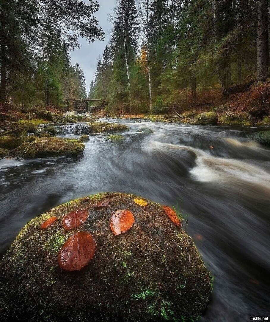 Солянка